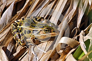 Leopard Frog