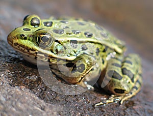 Leopard Frog 2