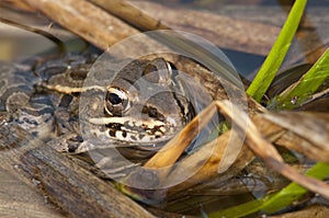 Leopard frog