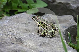 Leopard Frog
