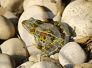 Leopard Frog