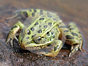 Leopard Frog