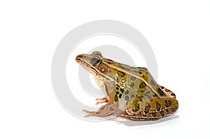 Leopard Frog