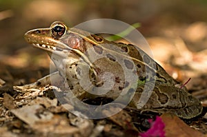 Leopard frog close-up