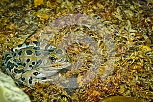 Leopard Frog Close-up