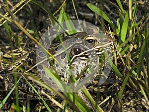 Leopard Frog Close Up