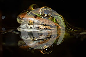 Leopard Frog Eye reflection