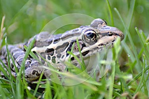 Leopard Frog