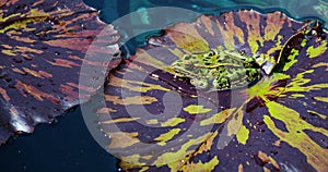 Leopard Frog on Lily Pad