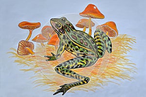 Leopard frog and mushrooms