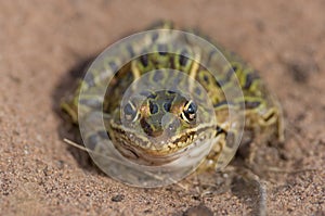 Leopard frog portrait taken on the sandy soils of the Crex Meadows Wildlife Area