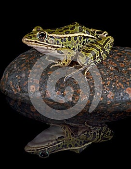 Leopard frog reflection