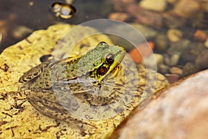 Southern leopard frog Lithobates sphenocephalus photo