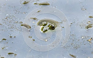 Leopard Frog submerged in water eyeballs showing photo