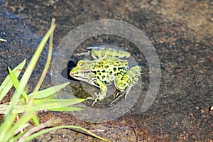 Leopard Frog