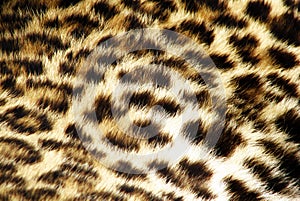 Leopard fur img