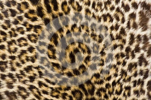 Leopard Fur