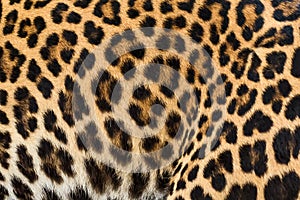 Leopard fur background.