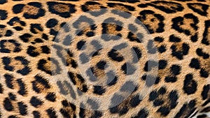Leopard fur background.