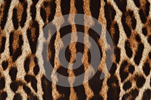 Leopard fur detail