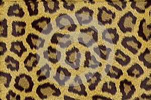 Leopard fur texture