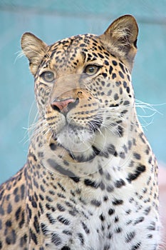 Leopard Gazing photo