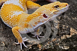 Leopard gecko