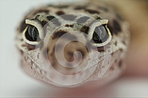 Leopard gecko