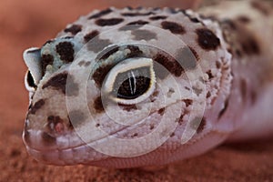 Leopard gecko