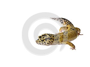 Leopard gecko