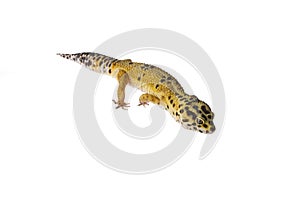 Leopard gecko