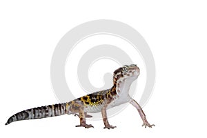 Leopard Gecko