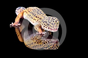 Leopard gecko