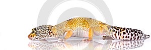 Leopard gecko