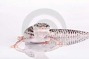 Leopard Gecko