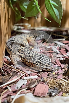 Leopard gecko