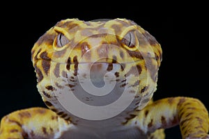 Leopard gecko