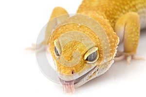 Leopard Gecko