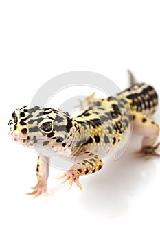 Leopard Gecko photo