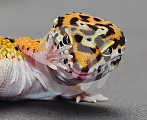 A Leopard gecko with attitude. Talk to the hand. photo