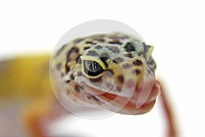 Leopard Gecko photo