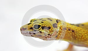 Leopard Gecko photo