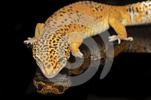 Leopard gecko with reflection