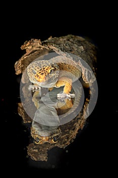 Leopard gecko with reflection