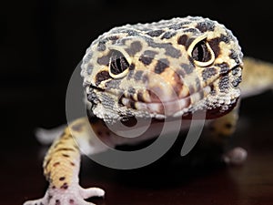 Leopard Gecko with Black and Yellow spots Approaching the Camera Close Up