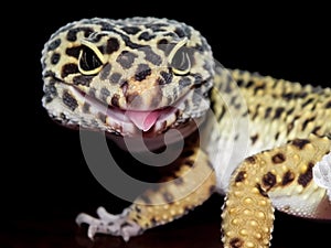 Leopard Gecko with Black and Yellow spots Close Up with Tongue Sticking Out