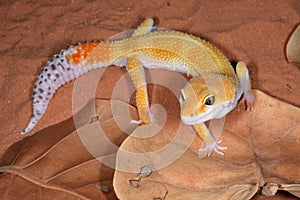 Leopard Gecko photo