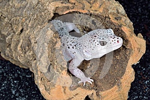 Leopard Gecko
