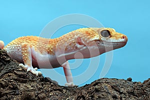 Leopard gecko closeup on isolated background