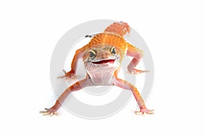 Leopard gecko closeup on isolated white background